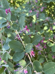 Lespedeza texana