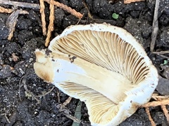 Pseudosperma sororium