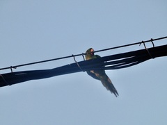 Psittacara holochlorus