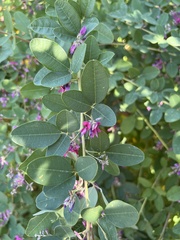Lespedeza texana