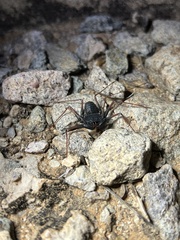 Paraphrynus carolynae