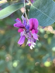 Lespedeza texana