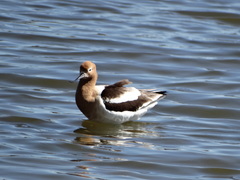 Recurvirostra americana