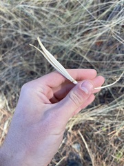 Calochortus macrocarpus