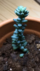Sedum burrito