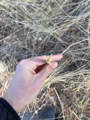 Calochortus macrocarpus