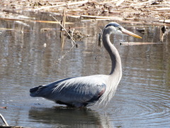 Ardea herodias