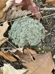 Cladonia subtenuis