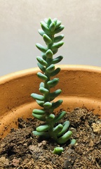 Sedum burrito