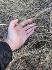 Calochortus macrocarpus