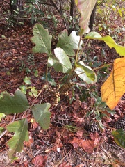 Toxicodendron pubescens