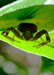 Runcinioides litteratus