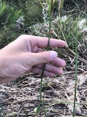 Schoenoplectus pungens