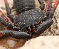 Paraphrynus carolynae