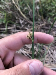 Schoenoplectus pungens