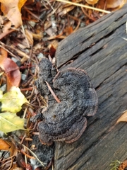 Gloeophyllum sepiarium