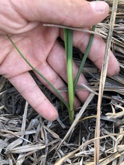 Schoenoplectus pungens