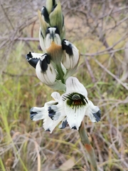 Chloraea bletioides