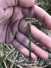 Schoenoplectus pungens