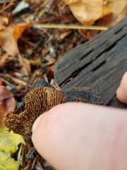 Gloeophyllum sepiarium