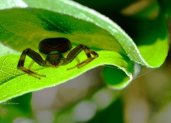 Runcinioides litteratus