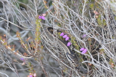 Vipera seoanei