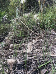 Schoenoplectus pungens