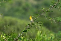 Ploceus