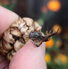 Armadillidium versicolor