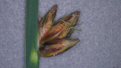 Schoenoplectus pungens