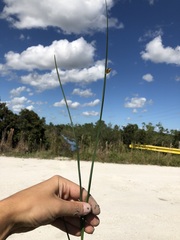 Schoenoplectus pungens