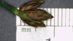 Schoenoplectus pungens