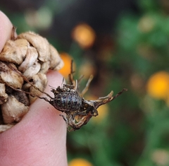 Armadillidium versicolor