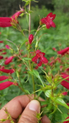 Penstemon roseus