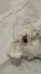 Dermacentor andersoni