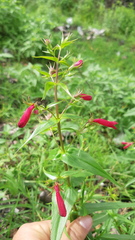 Penstemon roseus