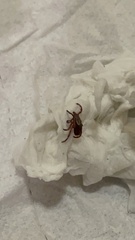 Dermacentor andersoni