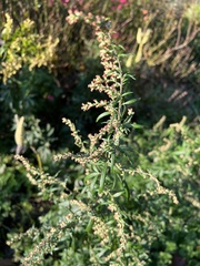 Artemisia indica