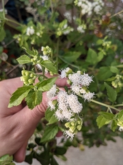 Ageratina altissima