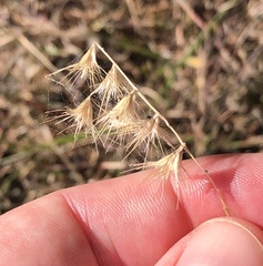 Bouteloua rigidiseta