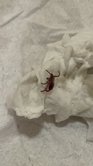Dermacentor andersoni