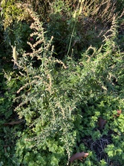 Artemisia indica