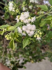 Ageratina altissima