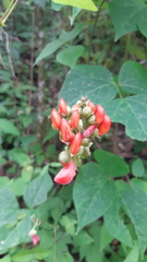 Phaseolus coccineus