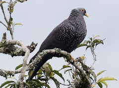 Columba arquatrix
