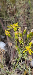 Senecio riddellii