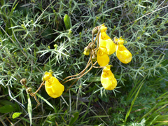 Calceolaria biflora