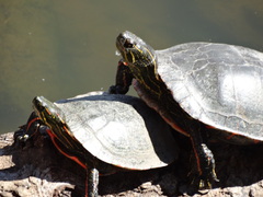 Chrysemys picta bellii