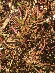 Hypericum densiflorum