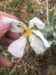 Argemone polyanthemos